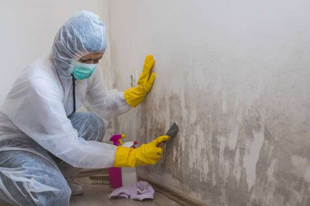 Best Mold Cleaning Services  in Youngsville, PA
