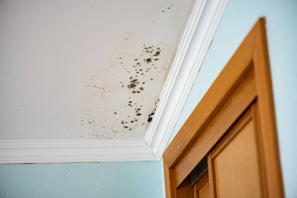 Best Commercial Mold Removal  in Youngsville, PA