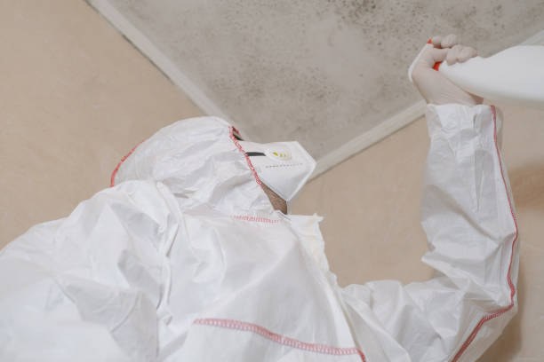 Best Same-Day Mold Removal  in Youngsville, PA