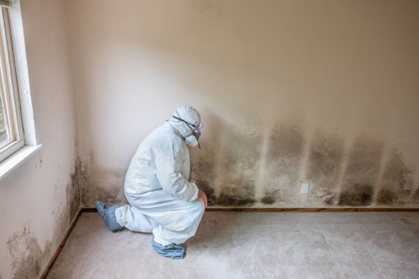 Best Office Mold Removal Services  in Youngsville, PA