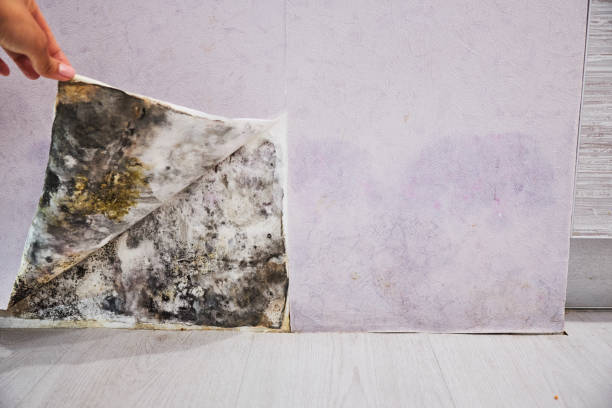 Best Attic Mold Removal  in Youngsville, PA